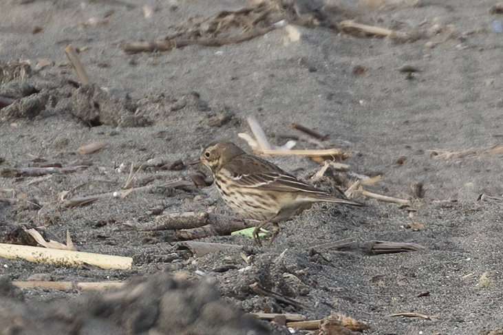 American Pipit
